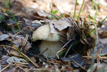 beautiful edible white mushroom in the forest