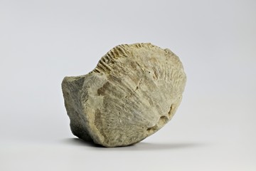 400 million years old fossil called Brachiopod from Saarenmaa Estonia © Henri Koskinen