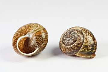 Land snail shell, Arianta arbustorum