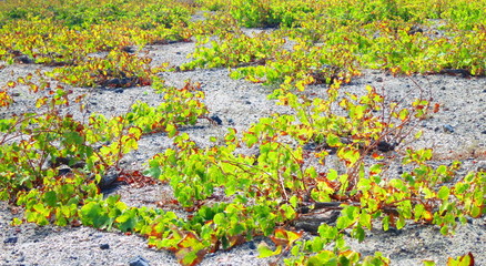 Obraz na płótnie Canvas Vines in Santorini
