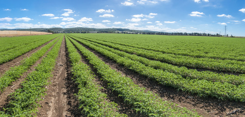 Fototapeta na wymiar Panoramic view of rows of humus crops in a field