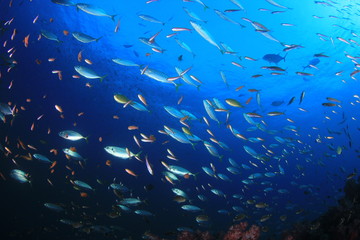 Fototapeta na wymiar Mackerel and sardines fish