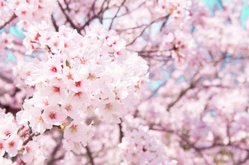 Sakura flower in Cherry blossom.Japan