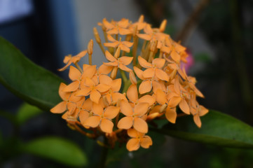 Orange Flower - Beautiful Flower with Orange Colour - High Quality Image