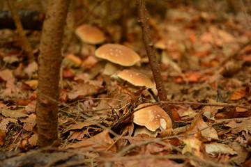 Bay bolete