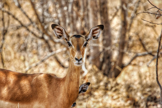 Kudu Female in Ruaha National Park, Tanzania