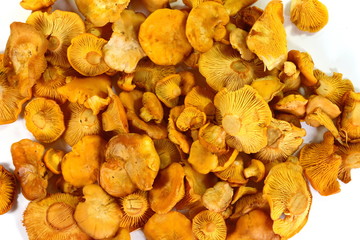 Pile of chanterelle mushrooms isolated on the white background.
