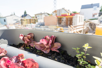 growing your own salad on the balcony