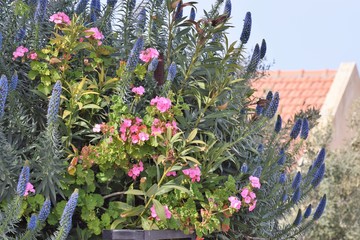 Mediterranean plants of northern Cyprus