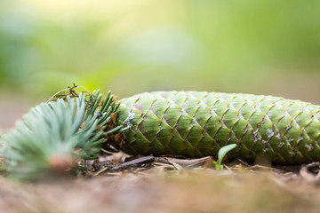 forest bathing, healthy trend