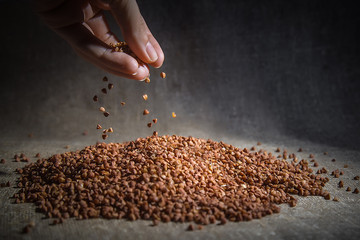 Buckwheat texture high-quality photograph of premium buckwheat groats - 197474503