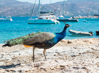 Colorrful peacock walks on coastal rocks near yachts and catamarans