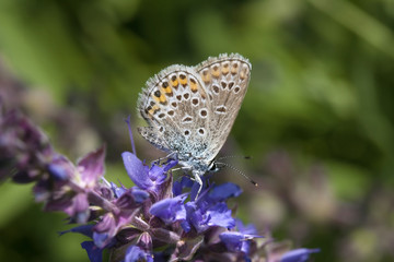 Fototapeta na wymiar little summer butterfly on The blue flower, common blue, female, Polyommatus icarus
