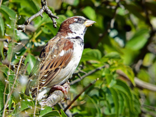 House sparrow perched in a tree against leafy backdrop