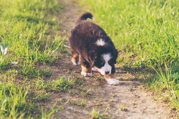 Adorable bernese mountain dog puppy walking