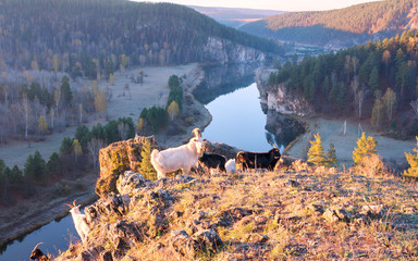 Fearless mountain goats on the rock of the Ural Mountains in the early sunny morning