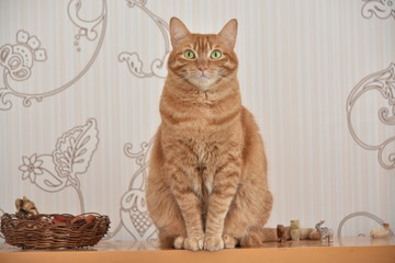orange cat on the table