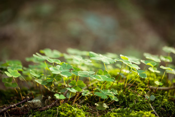 clover growing in forest on moss
