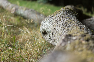 cut down tree lying in forest