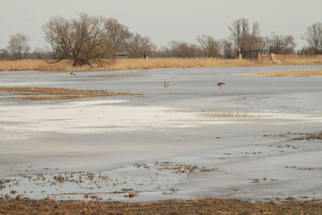 Eisiger M&auml;rz in der Havelaue