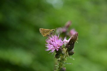 Motyl na kwiatku