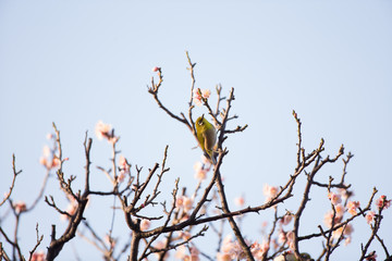 梅の花とメジロ