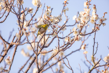 梅の花とメジロ