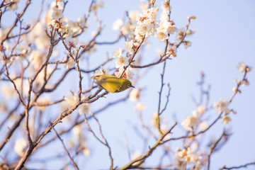 梅の花とメジロ