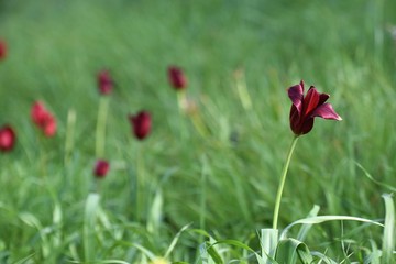 red wild tulips growing in the field of North Cyprus