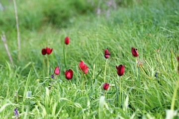 red wild tulips growing in the field of North Cyprus
