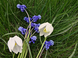 Bouquet of the first spring flowers blue and white on a background on green grass