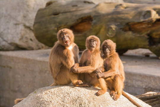 Blutbrustpaviane im Zoo