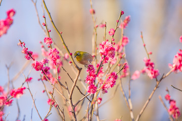 梅の花とメジロ