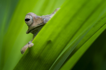 Long Eared Frog Borneo