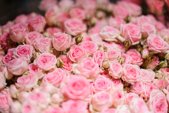 Background of a little beautiful pink roses
