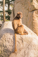 Blutbrustpaviane im Zoo