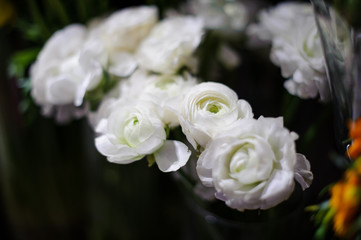 Amazingly beautiful white ranunculus on a blurred background