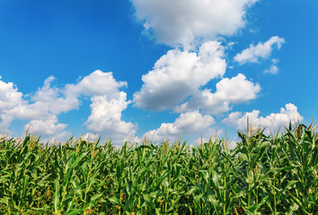 Green corn field under blue cloudy sky