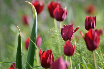 Naklejka premium red wild tulips growing in the field of North Cyprus