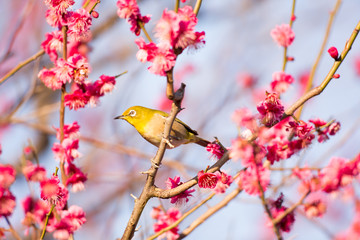 梅の花とメジロ