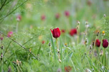 red wild tulips growing in the field of North Cyprus