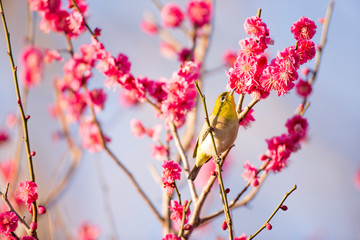梅の花とメジロ