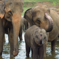 Elephant family by the river