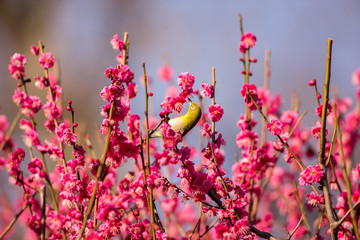 梅の花とメジロ