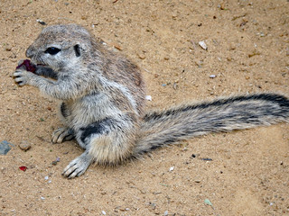 Obraz premium Cape Ground Squirrel