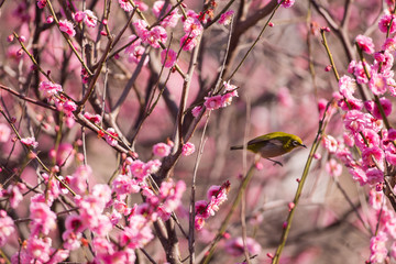梅の花とメジロ