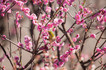 梅の花とメジロ