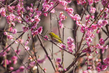 梅の花とメジロ