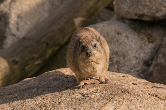 Klippschliefer auf einem Felsen