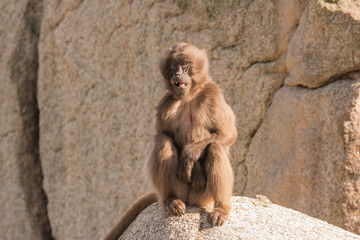 Blutbrustpaviane im Zoo